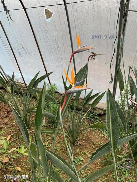 天堂鳥 葉子變黃